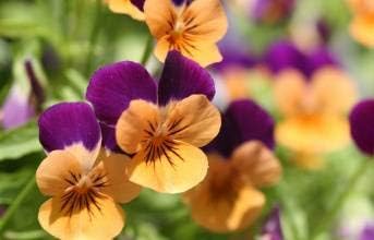 Lila Orange Stiefmütterchen Blumensamen zur Aussaat – farbenfroh Schau – Traditionssorte & ohne Gentechnik Samen Hausgarten