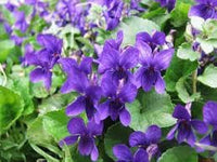 Viola charlotte blume samen for anpflanzung seasonal bloomer heirloom & gmo free samen for home garten 
 
 sale for anpflanzung in home garten