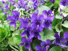 Viola charlotte blume samen for anpflanzung seasonal bloomer heirloom & gmo free samen for home garten 
 
 sale for anpflanzung in home garten