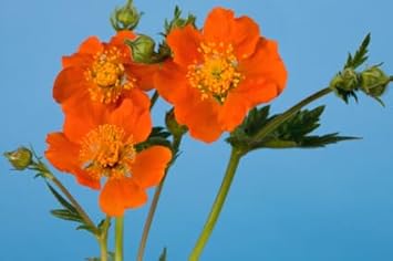 Geum blume samen for anpflanzung fragrant blossoms heirloom & gmo free samen for home garten 
 
 sale for anpflanzung in home garten