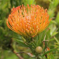 Leucospermum blume samen for anpflanzung - fragrant blossoms, heirloom & gmo free samen for home garten
 
 sale samen for anpflanzung in home garten
