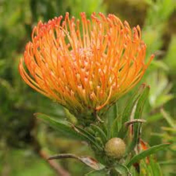 Leucospermum cordifolium blume samen for anpflanzung - shade tolerant, heirloom & gmo free samen for home garten
 
 sale samen for home garten
