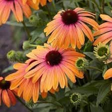 Echinacea purpurea blume samen for anpflanzung wildflower mix heirloom & gmo free samen for home garten 
 
 sale for anpflanzung in home garten