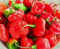 Aji Cubano Dulce Cachucha Pepper Samen zum Pflanzen