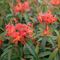 Euphorbia griffithii blume samen for anpflanzung - seasonal bloomer, heirloom & gmo free samen for home garten
 
 sale for anpflanzung in home garten