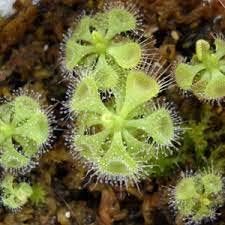 Light grün sundew blume samen for anpflanzung heirloom variety heirloom & gmo free samen for home garten 
 
 sale for anpflanzung in home garten