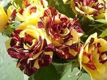 Kastanienrot Gelb Rose Blumensamen zur Aussaat sonnenliebend Traditionssorte & ohne Gentechnik Samen Hausgarten