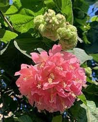 Dombeya blume samen for anpflanzung - seasonal bloomer, heirloom & gmo free samen for home garten
 
 sale samen for home garten