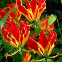 Gloriosa Lilie Gloriosa superba Pflanze Samen zur Aussaat Blume Beet