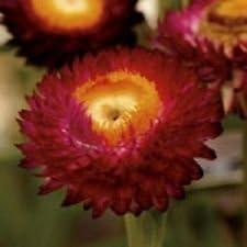 Rot-gelb strawflower samen for anpflanzung - bright blooms, heirloom & gmo free samen for home garten
 
 sale for anpflanzung in home garten.