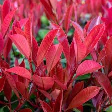 Photinia blume samen for anpflanzung - pollinator friendly, heirloom & gmo free samen for home garten
 
 sale samen for home garten