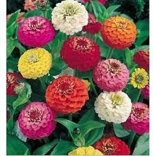 Zinnia oklahoma double bloom blume samen for anpflanzung drought tolerant heirloom & gmo free samen for home garten 
 
 sale for anpflanzung in home garten