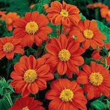 Tithonia blume samen for anpflanzung low maintenance heirloom & gmo free samen for home garten 
 
 sale for anpflanzung in home garten