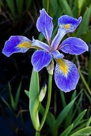 Blau iris blume samen for anpflanzung - garten favorite, heirloom & gmo free samen for home garten
 
 sale samen for home garten