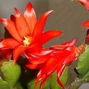 Rot zygocactus truncatus blume samen for anpflanzung - cottage garten essential, heirloom & gmo free samen for home garten
 
 sale for anpflanzung in home garten