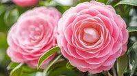 Camellia rosa weiß blume samen for anpflanzung - hardy variety, heirloom & gmo free samen for home garten
 
 sale samen for home garten