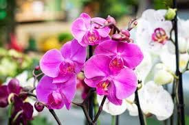 Phalaenopsis blume samen for anpflanzung sun loving heirloom & gmo free samen for home garten 
 
 sale for anpflanzung in home garten