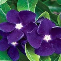 Blau Immergrün Blumensamen – duftend einjährig Garten Rabatten
