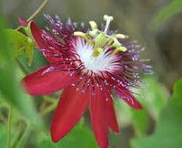 Rosa Passion Samen (TST127) – exotisch blühend Pflanze farbenfroh Gärten