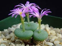 Conophytum blume samen for anpflanzung - premium quality, heirloom & gmo free samen for home garten
 
 sale for anpflanzung in home garten.