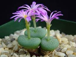 Conophytum blume samen for anpflanzung - premium quality, heirloom & gmo free samen for home garten
 
 sale for anpflanzung in home garten.