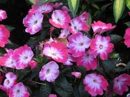 Dark rosa gloxinia blume samen for anpflanzung wildflower mix heirloom & gmo free samen for home garten
 
 sale for anpflanzung in home garten