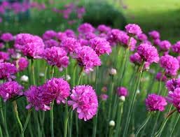 Armeria blume samen for anpflanzung - cottage garten essential, heirloom & gmo free samen for home garten
 
 sale for anpflanzung in home garten