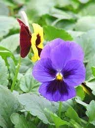 Mexican pansy blume samen for anpflanzung bright blooms heirloom & gmo free samen for home garten 
 
 sale for anpflanzung in home garten