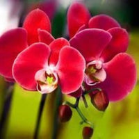 Rot Schmetterlingsorchidee Orchidee Blumensamen zur Aussaat – Traditionssorte ohne Gentechnik biologisch Garten Samen Keimung
