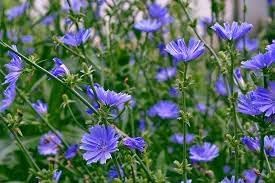 Cichorium intybus blume samen for anpflanzung compact growth heirloom & gmo free samen for home garten 
 
 sale for anpflanzung in home garten