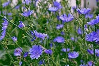 Cichorium intybus blume samen for anpflanzung compact growth heirloom & gmo free samen for home garten 
 
 sale for anpflanzung in home garten