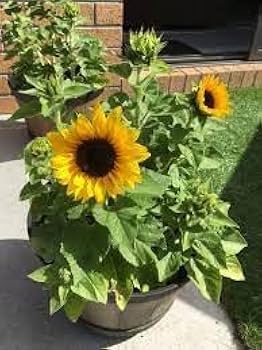 hell Gelb Sonnenblume Samen zur Aussaat hochwertige Qualitäts- Traditionssorte & ohne Gentechnik Samen Hausgarten