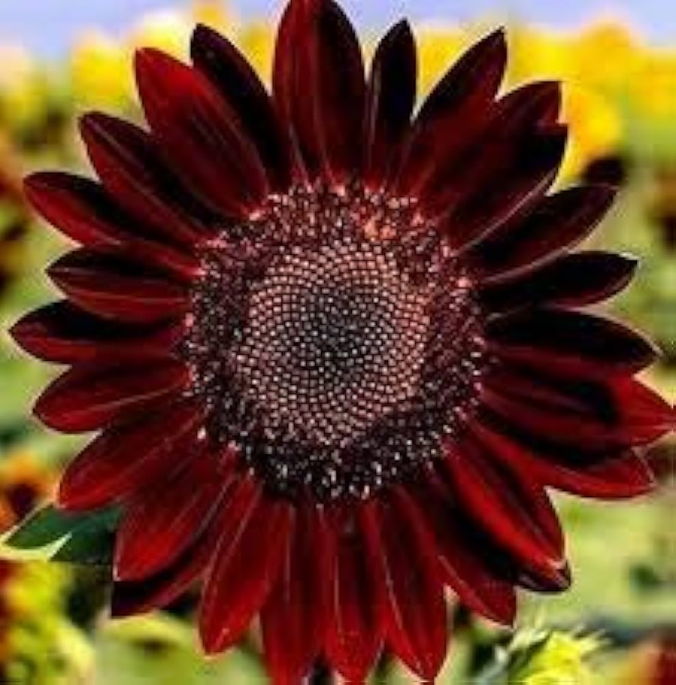 Velvet Queen Sonnenblume Helianthus annuus Samen zur Aussaat ornamental Garten
