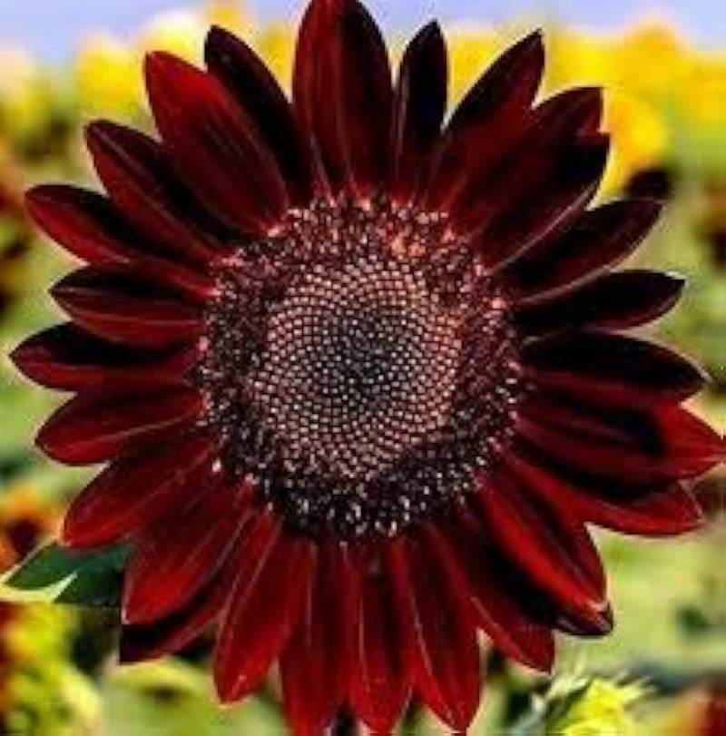 Sunflower velvet queen helianthus annuus for summer garten