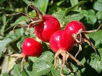 Rosehip blume samen for anpflanzung wildflower mix heirloom & gmo free samen for home garten 
 
 sale for anpflanzung in home garten