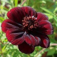 Dichondra cosmos blume samen for anpflanzung - hardy variety, heirloom & gmo free samen for home garten
 
 sale samen for anpflanzung in home garten