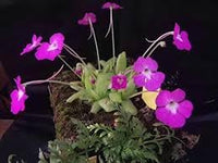 Butterwort blume samen for anpflanzung - pollinator friendly, heirloom & gmo free samen for home garten
 
 sale samen for home garten