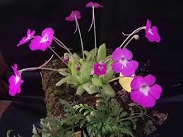 Butterwort blume samen for anpflanzung - pollinator friendly, heirloom & gmo free samen for home garten
 
 sale samen for home garten