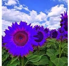 Violet mini sunflower samen for anpflanzung, heirloom non-gmo, high germination organic garten samen
 
 sale samen for home garten