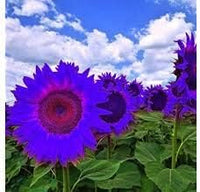 Violet mini sunflower samen for anpflanzung, heirloom non-gmo, high germination organic garten samen
 
 sale samen for home garten