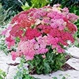 Mixed achillea millefolium blume samen for anpflanzung - vibrant colors, heirloom & gmo free samen for home garten
 
 sale samen for anpflanzung in home garten