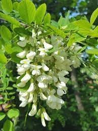 Robinia blume samen for anpflanzung - bright blooms, heirloom & gmo free samen for home garten
 
 sale samen for anpflanzung in home garten