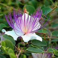 Heirloom capparis spinosa blume samen for anpflanzung sun loving heirloom & gmo free samen for home garten 
 
 sale for anpflanzung in home garten