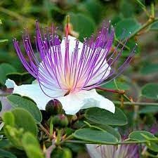 Heirloom capparis spinosa blume samen for anpflanzung sun loving heirloom & gmo free samen for home garten 
 
 sale for anpflanzung in home garten