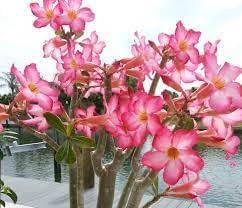Heirloom caudex blume samen for anpflanzung perfect for borders heirloom & gmo free samen for home garten 
 
 sale for anpflanzung in home garten