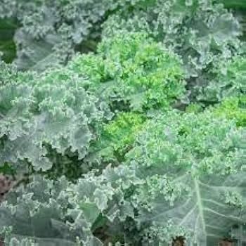 Green Walking Stick Kale Tree Samen für einfache Aussaat