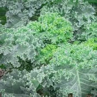 Green Walking Stick Kale Tree Samen für einfache Aussaat