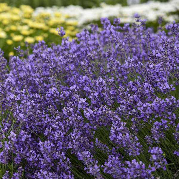 Semi di lavanda Munstead blu da seminare