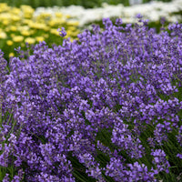 Blau Lavendel Munstead Samen zur Aussaat