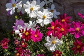 Cosmos blume samen for anpflanzung pollinator friendly heirloom & gmo free samen for home garten 
 
 sale for anpflanzung in home garten